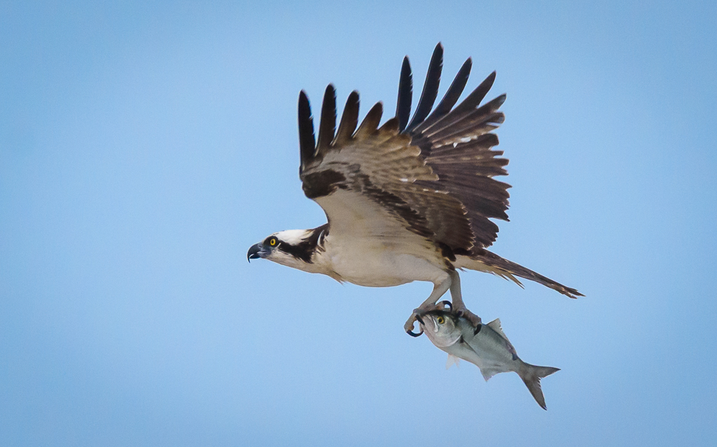 Nature In Class M By Darlene Whitmore For Take Out Dinner FEB-2019.jpg